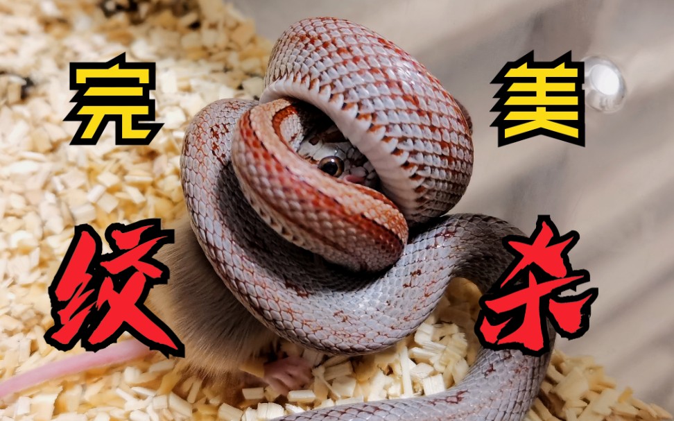玉米蛇完美绞杀