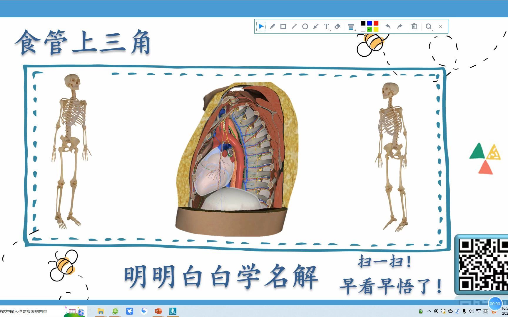 明明白白学名解—食管上三角(局部解剖学)哔哩哔哩bilibili