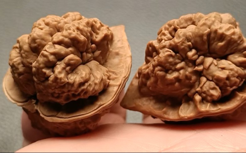 文玩核桃,36.5mm,大肠纹云石观音,超肥八腿,名款收藏,今年尺寸长的大