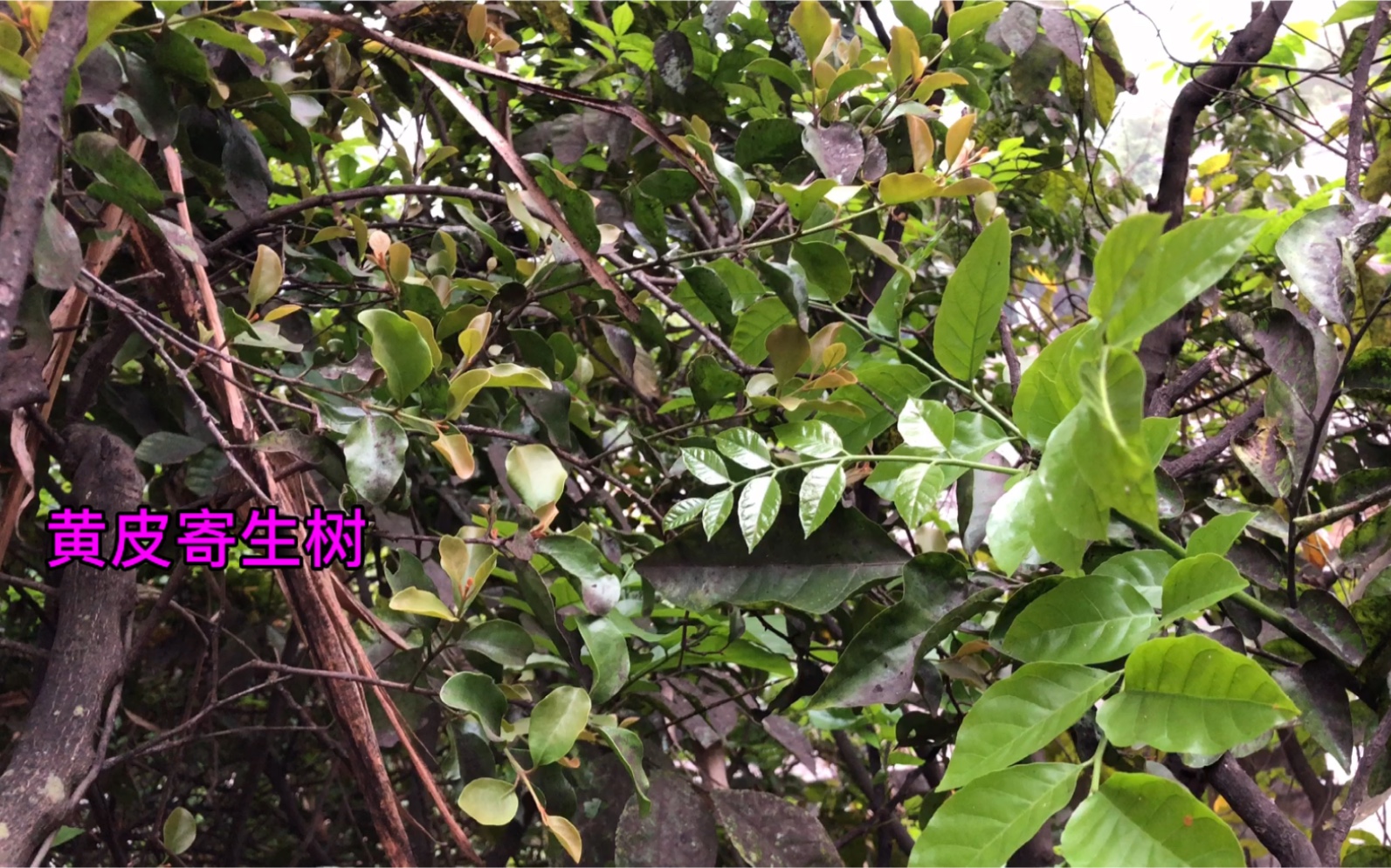 寄生树有什么功效作用(寄生树的功效与作用大揭秘,让你惊喜不断)