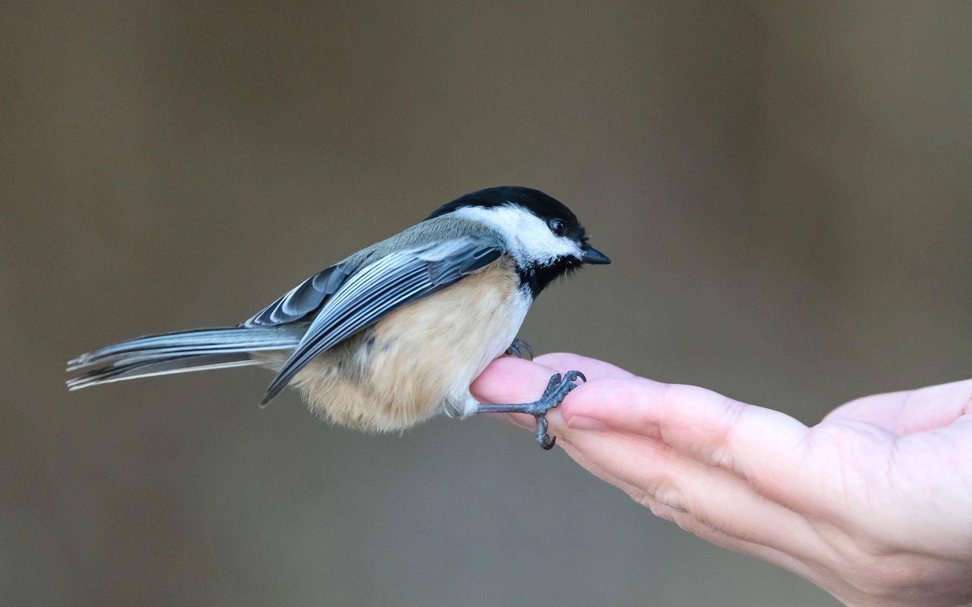 原来一伸手就有小鸟飞上来是真的!p2