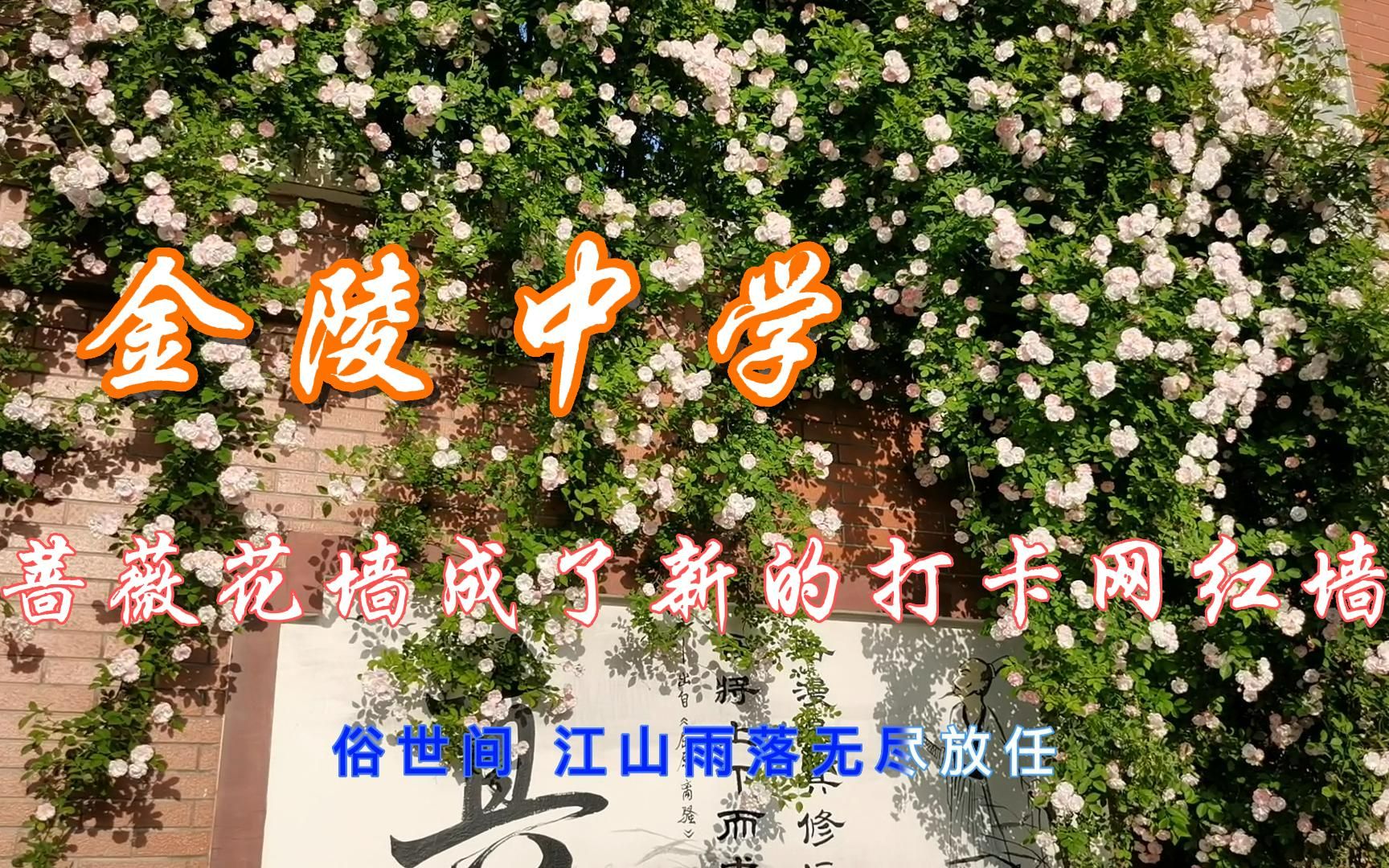 [图]南京金陵中学4月的蔷薇花墙太美了，吸引了越来越多的人来此拍照