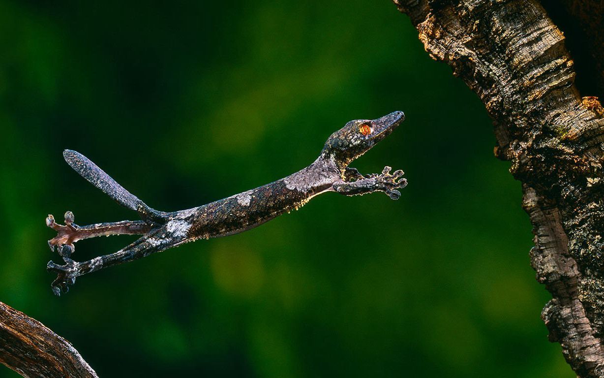 一只跳跃中的henkel叶尾壁虎(08 stephen dalton/minden pictures)