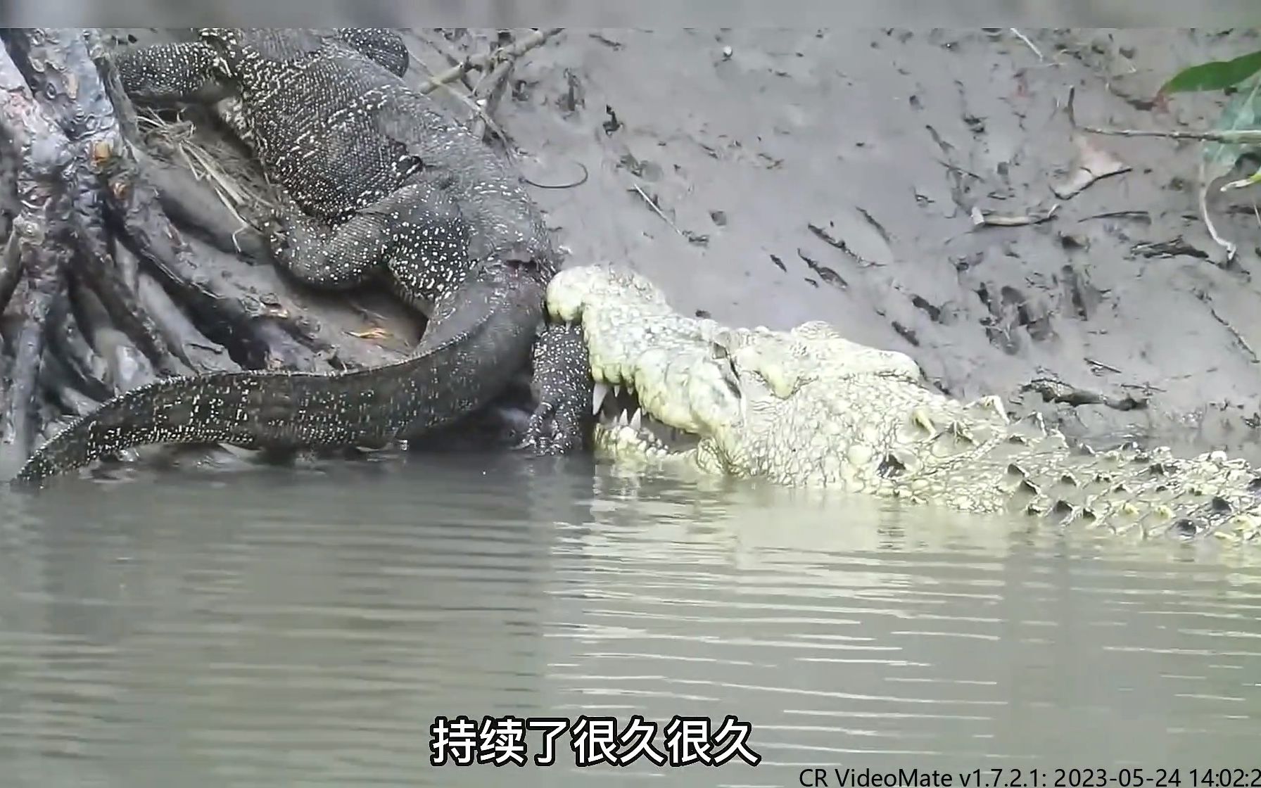 鳄鱼vs巨蜥,两个顶级掠食者狭路相逢,谁才是赢家?