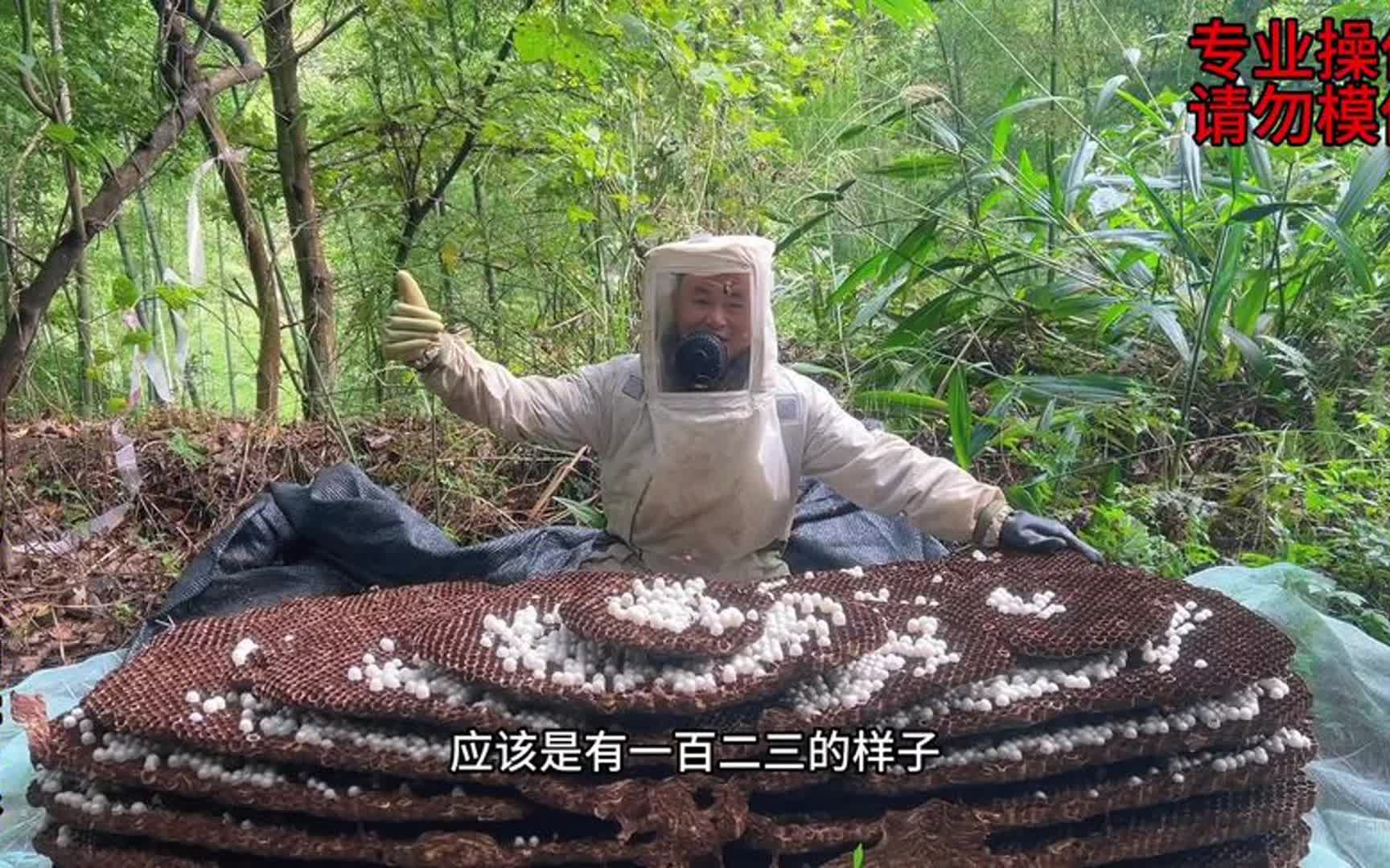 一窩虎頭蜂種蜂有多大?