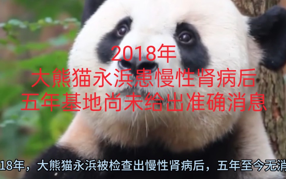 2018年,大熊猫永浜患慢性肾病后五年了无音讯,喜欢永浜的熊猫粉一年接