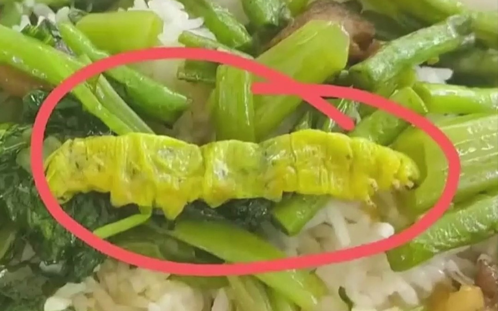 "鼠头鸭脖"食堂又吃出大青虫
