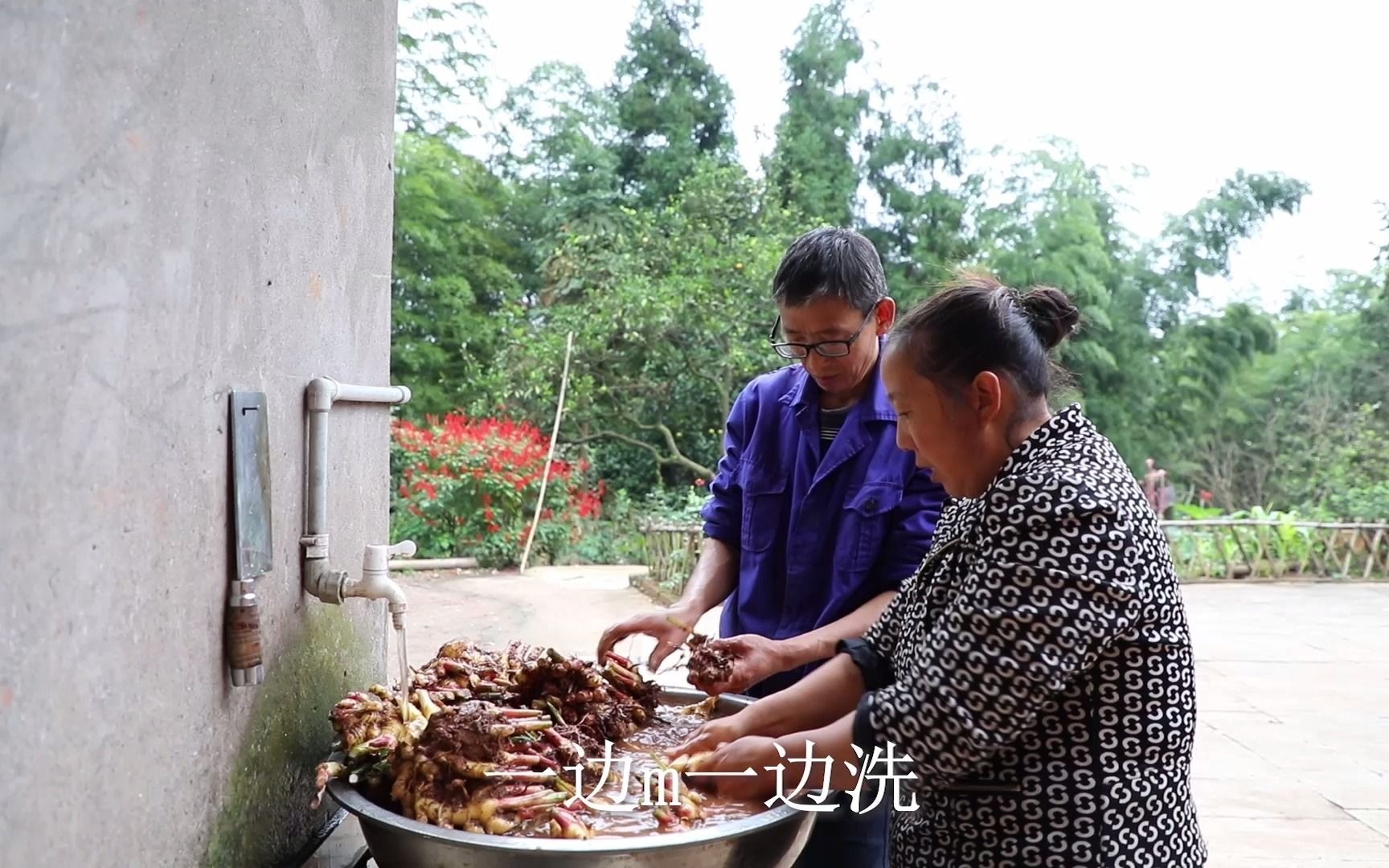 幺妈和幺叔挖了两箢篼子姜回家做泡姜,幺叔下厨做子姜炒肉丝吃哔哩哔哩bilibili