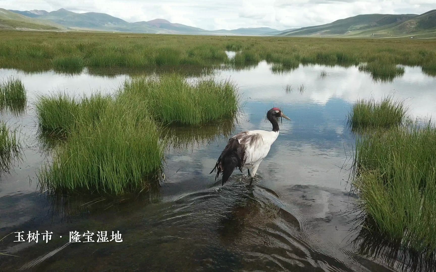 [图]视频 | 玉树花开，江源有约——我在玉树等你来