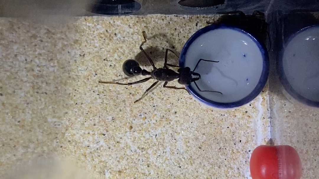 黑梨牛蚁老娘喝糖水