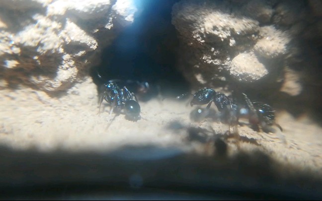 【蚂蚁】工匠收获蚁土巢内部日常