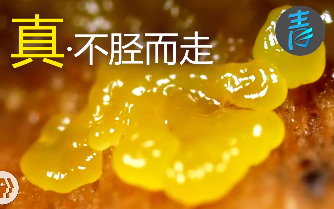 真ⷮŠ不胫而走——脉动粘液霉菌@青知字幕组哔哩哔哩bilibili