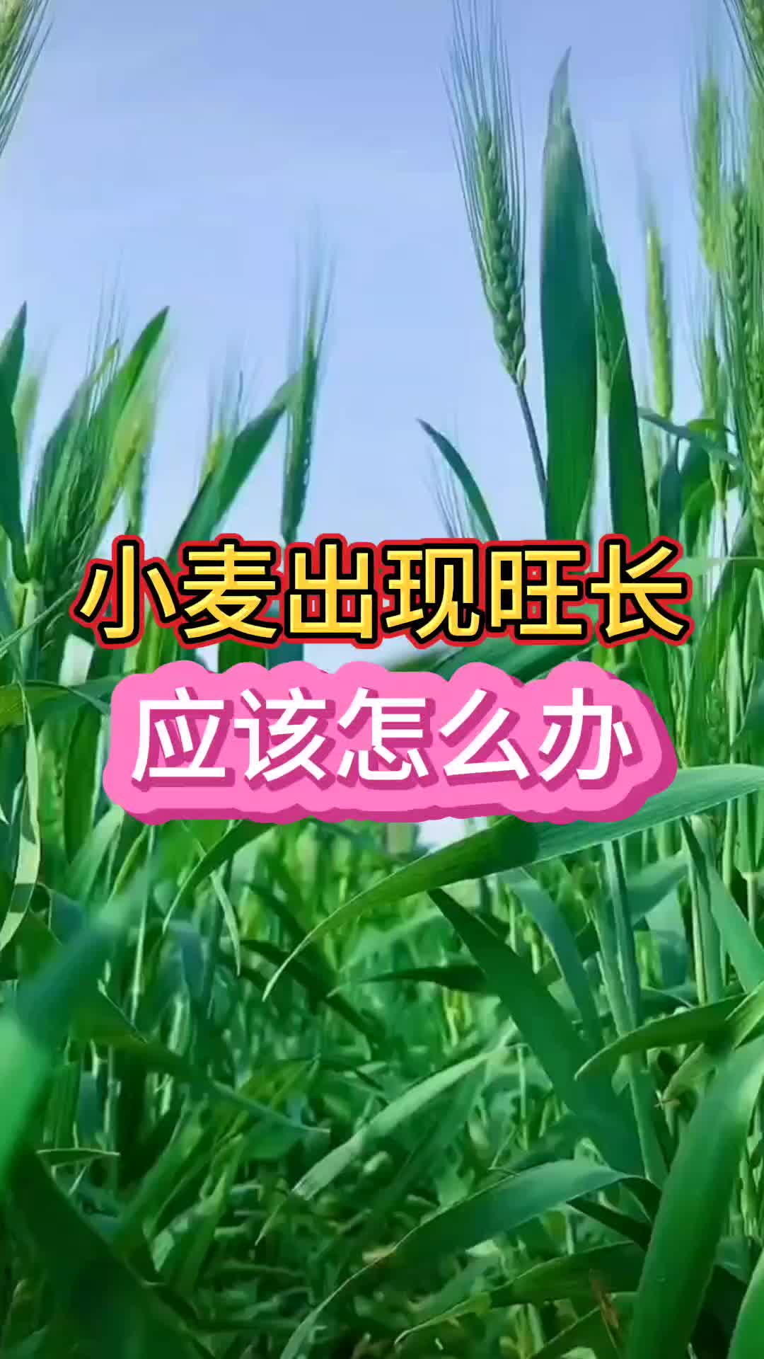 小麦出现旺长应该怎么办哔哩哔哩bilibili