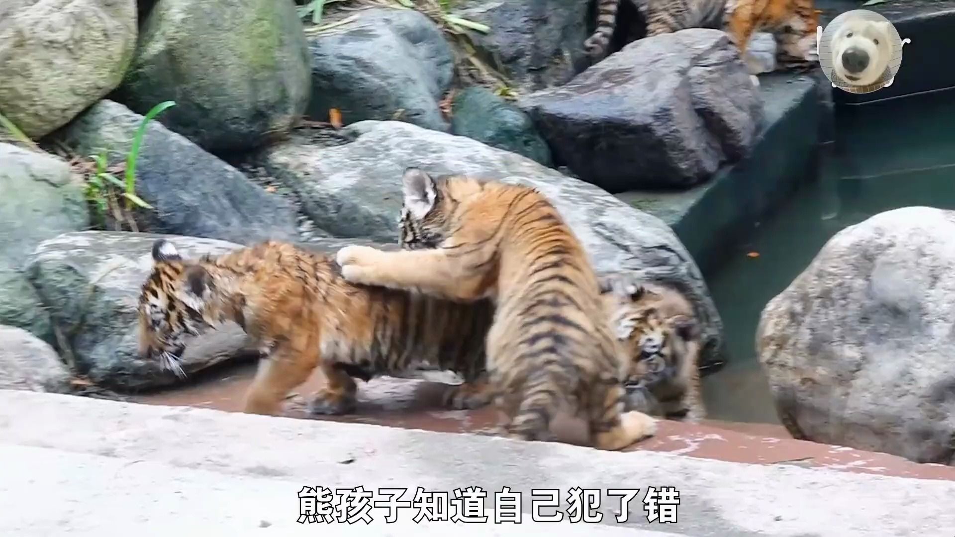 虎妈妈一口气生了5只小老虎,结果又当爹又当妈,可把虎妈忙坏了