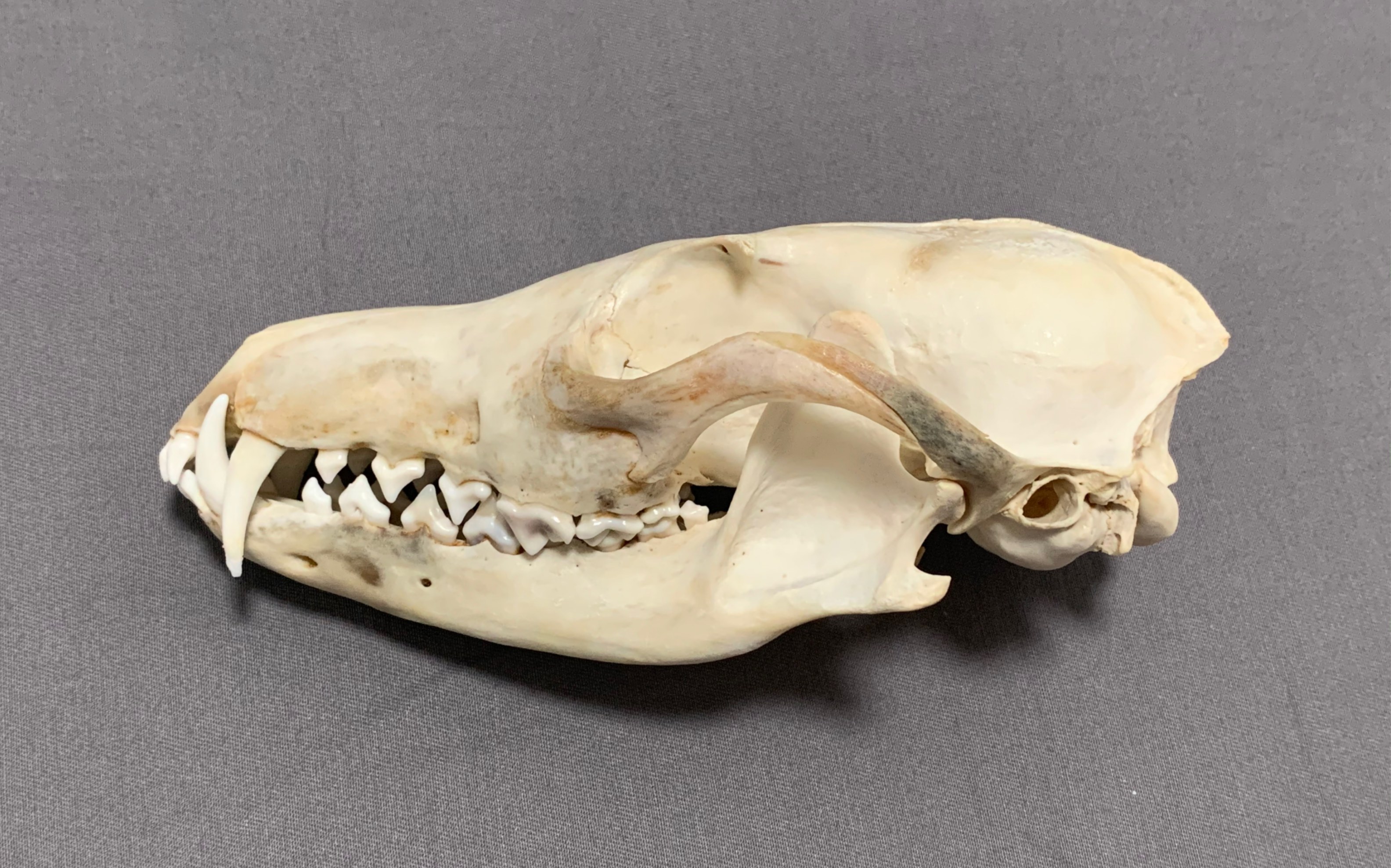 常见动物头骨科普—赤狐头骨标本