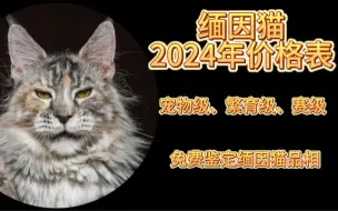 Video herunterladen: 缅因猫2024年价格表，缅因猫多少钱一只？