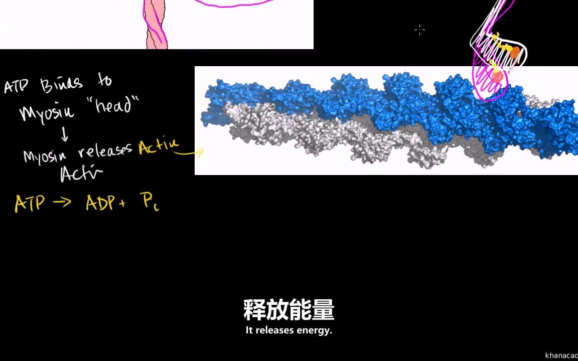 [图]『可汗学院』人体解剖学和生理学 [人体肌肉系统]