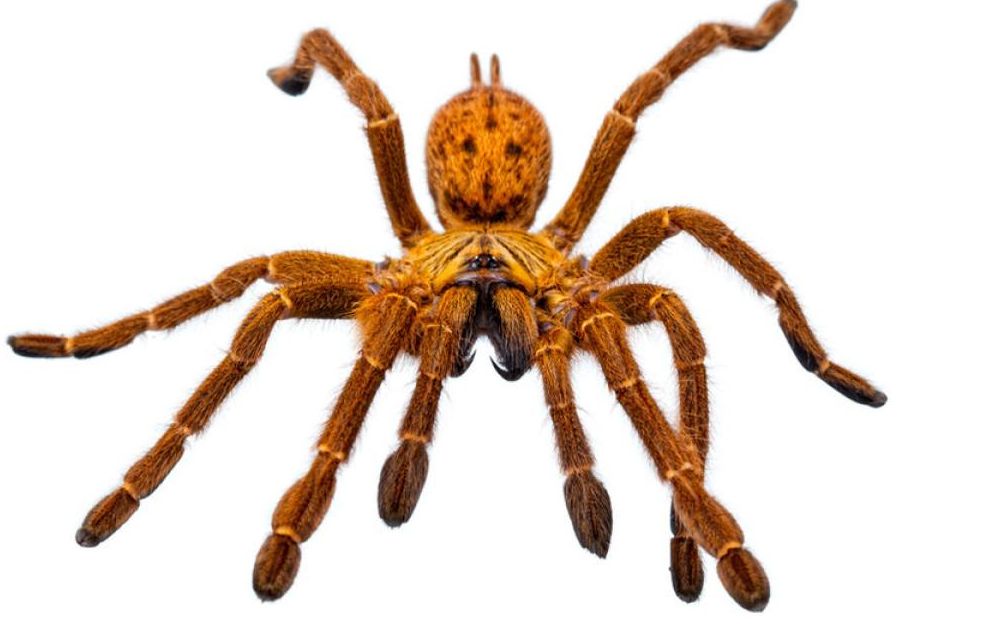 【大良】随便咬一口就能让你休息半个月的金色大蜘蛛蜘蛛,速度堪比