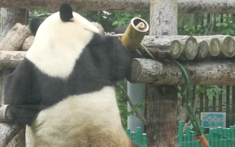 〔大熊猫〕虎虎很喜欢奶爸新做的风铃.因为网站后台原因弹幕和评论可能需要隔天刷视频才可以发布成功哔哩哔哩bilibili