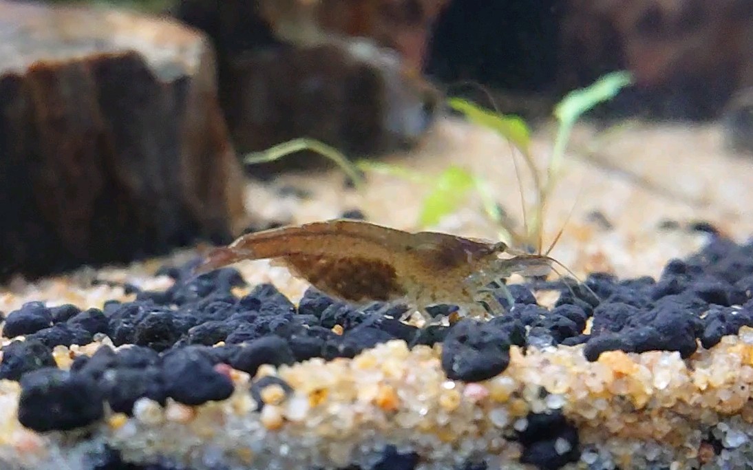 【养鱼佬】怀孕母虾