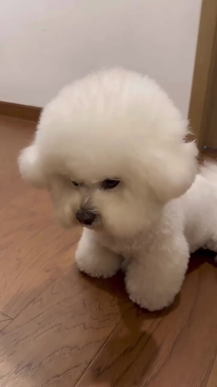 你看着我眼睛……被我萌化了吧 你看着我眼