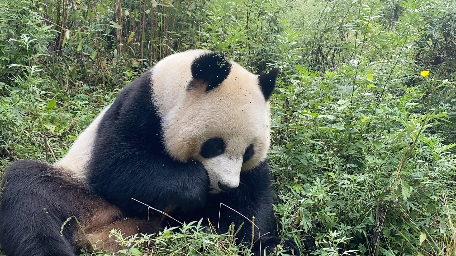 山里的秋天格外特别,爬山回来就是满身草籽哔哩哔哩bilibili