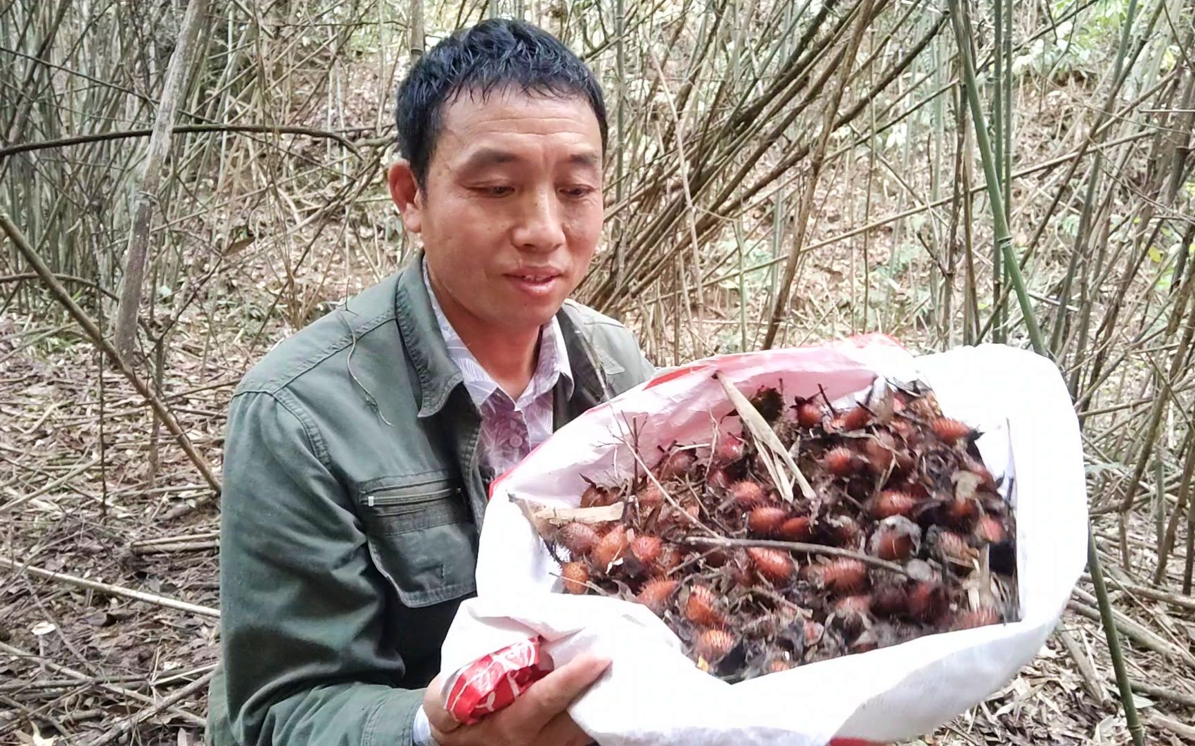 山里遇到这种果实,一定不要错过了,农村认识它的人都知道它的价值哔哩哔哩bilibili