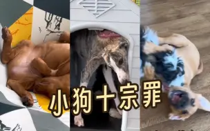 狗狗们在日托所犯下的罪行