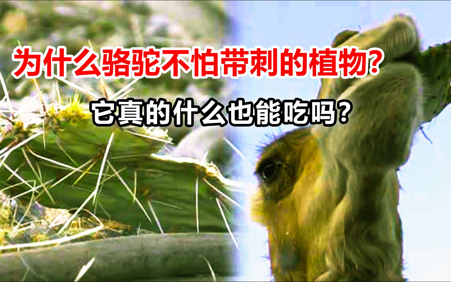 [图]为什么骆驼不怕带刺的植物？它真的什么也能吃吗？一分钟告诉你答案