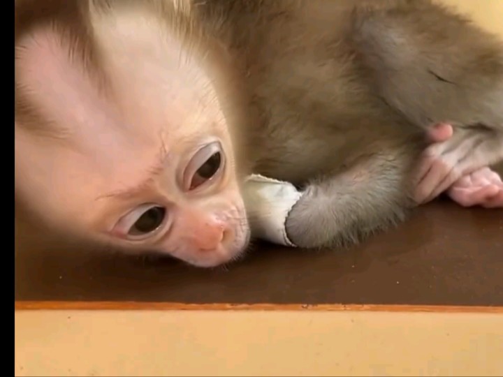 [图]Monkey baby,  it's rolling in its own urine. This tree rat is really disgusting