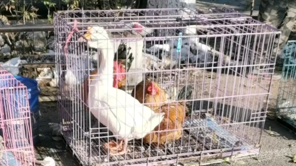 可怜的鸡鸭鹅还有鸽子…不知道明天还会不会看到它们!市场的活禽摊位