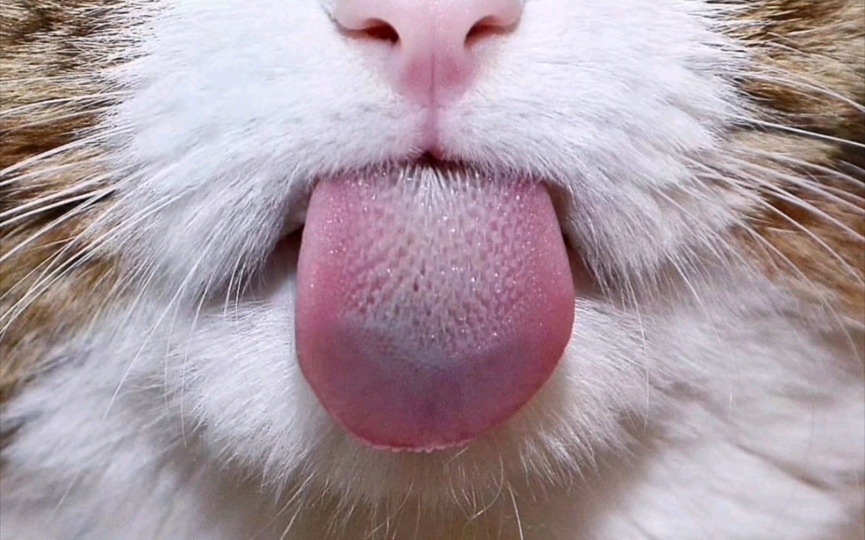猫猫沙雕表情包