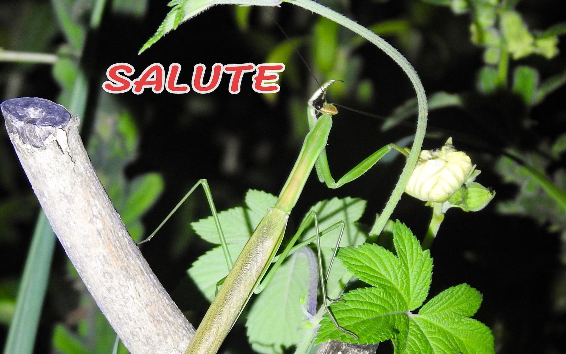 狭翅大刀螳 salute!羽化正当时! 爱了爱了