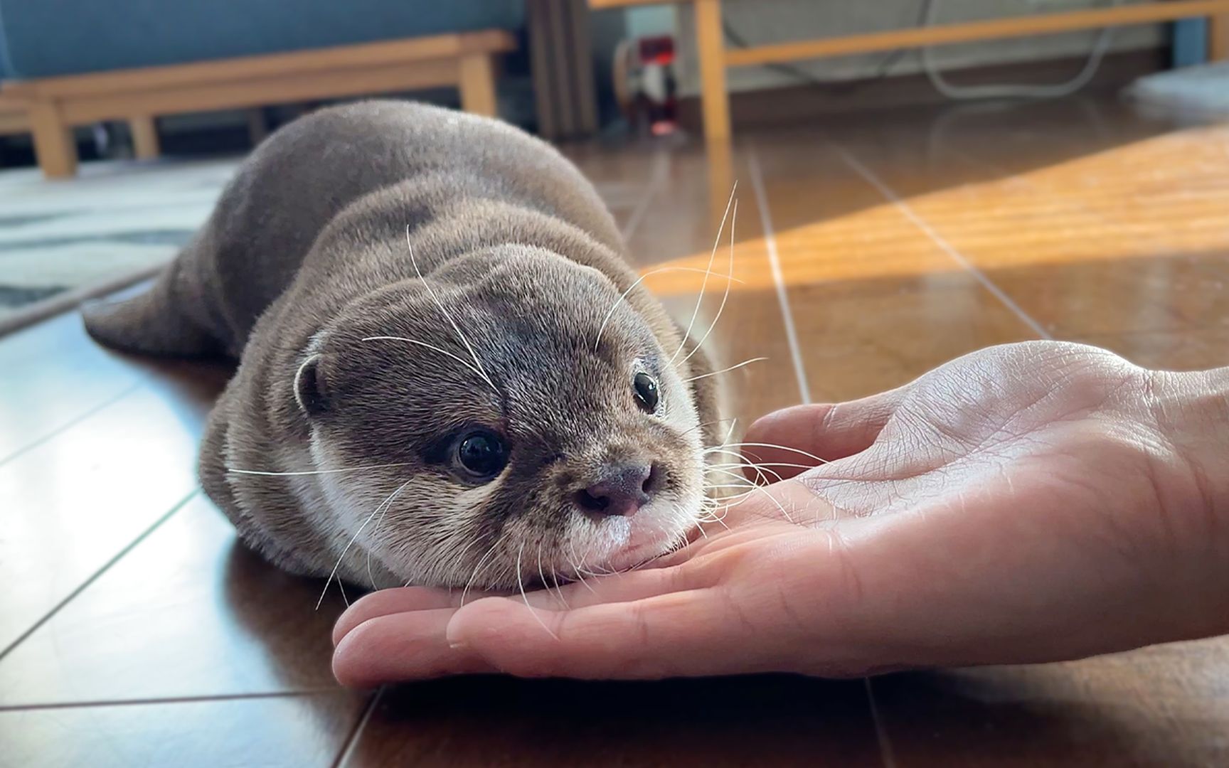 【水獭】超可爱的水獭手势训练!