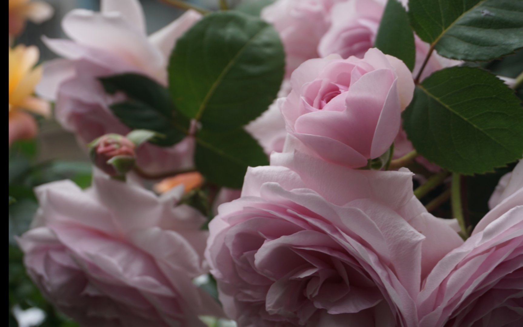 月季奥利维亚罗斯奥斯汀oliviaroseaustin