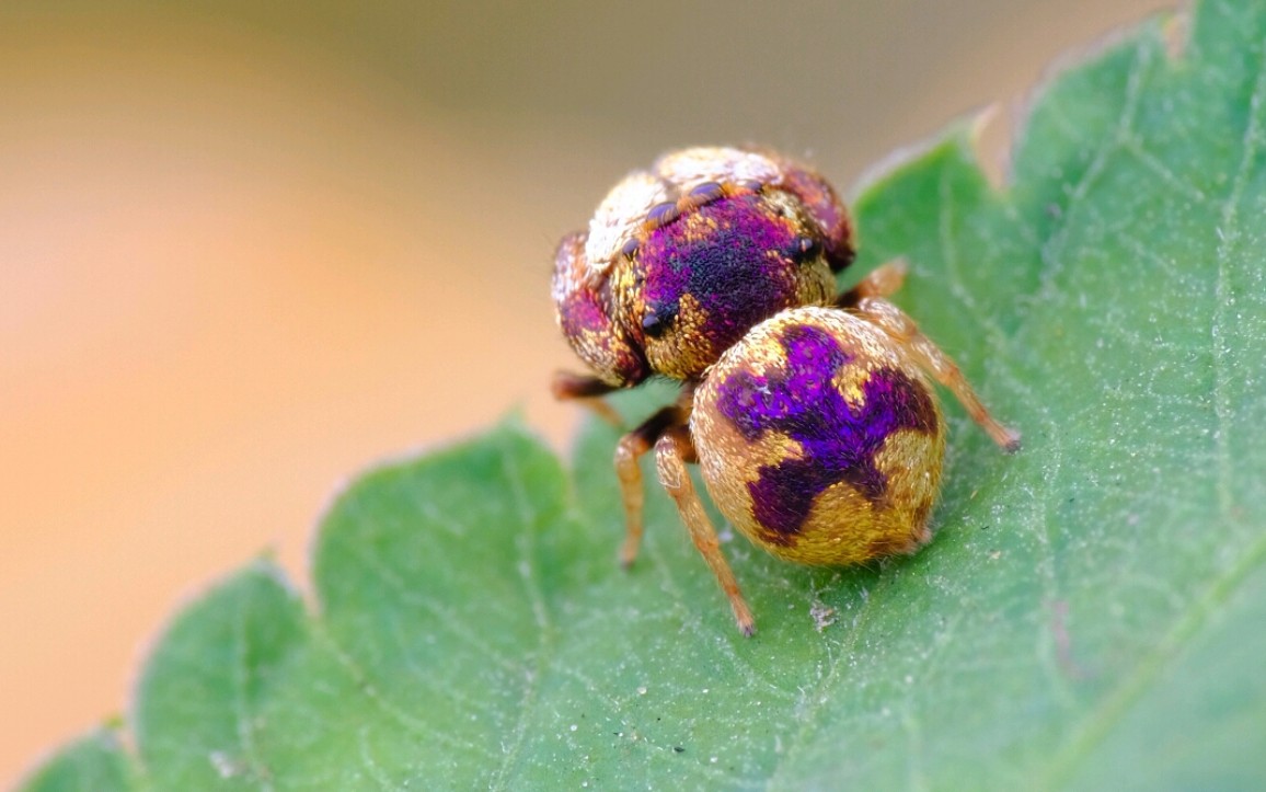 西迈塔跳蛛 - 无与伦比的美丽
