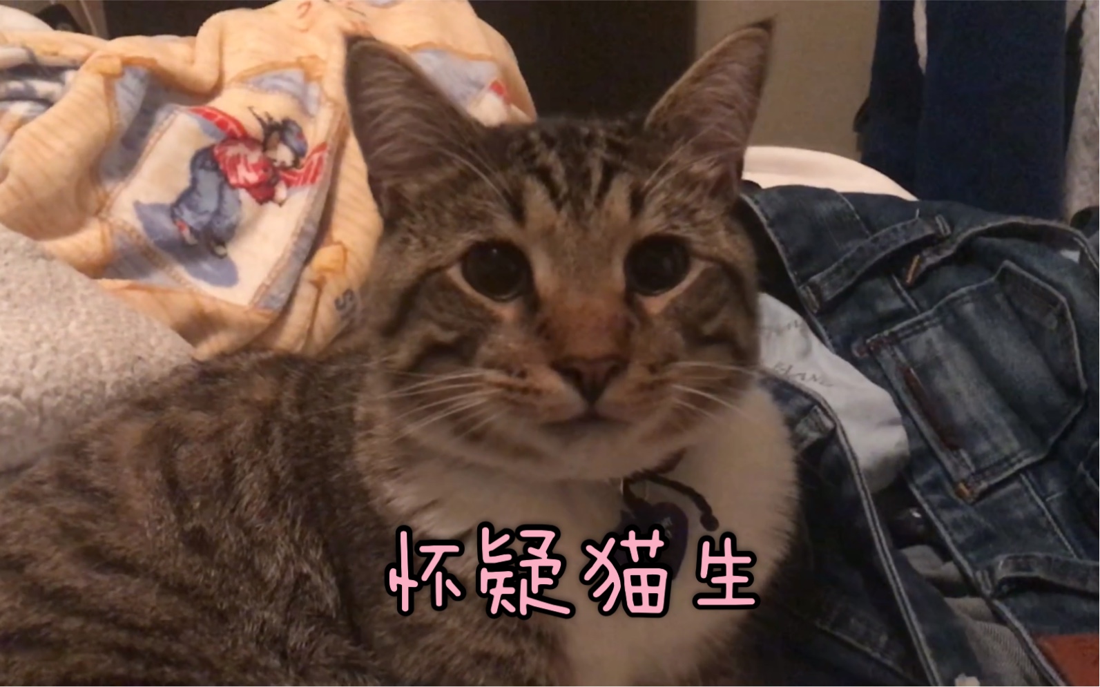 【狸花猫来福】怀疑猫生