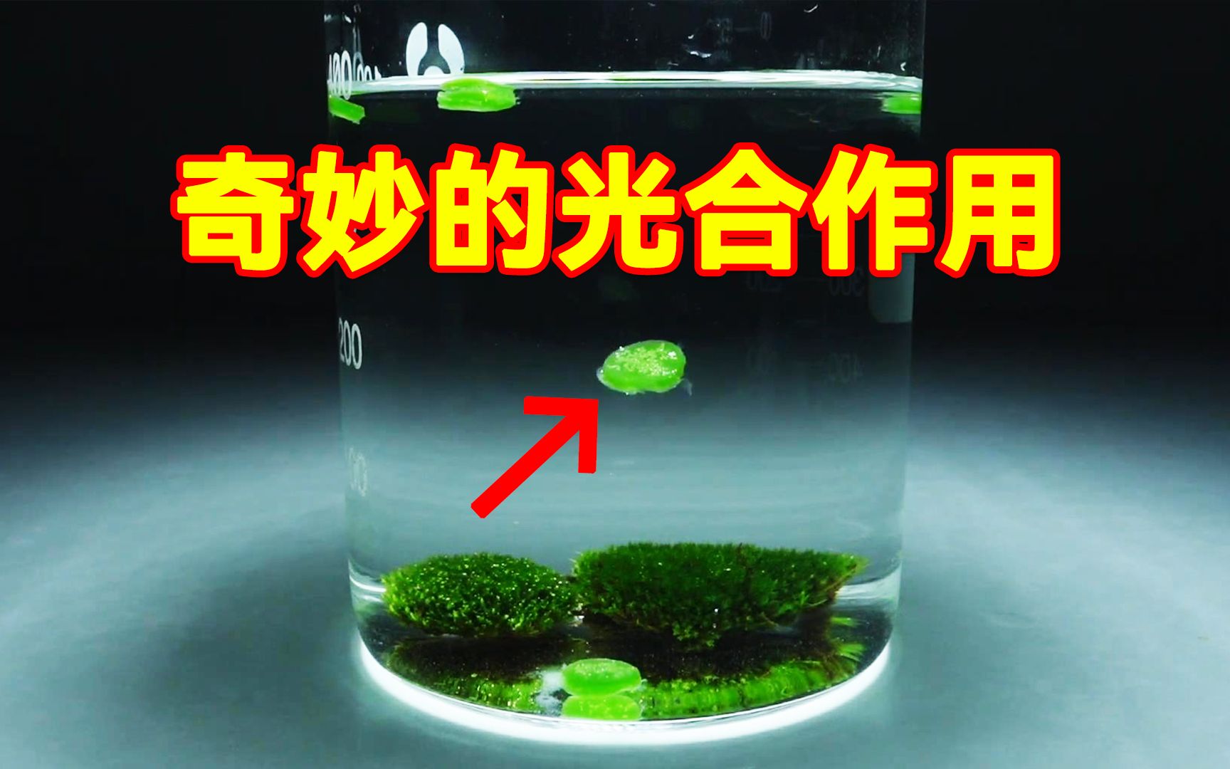 [图]奇妙的光合作用小实验，生物学原来这么有趣！