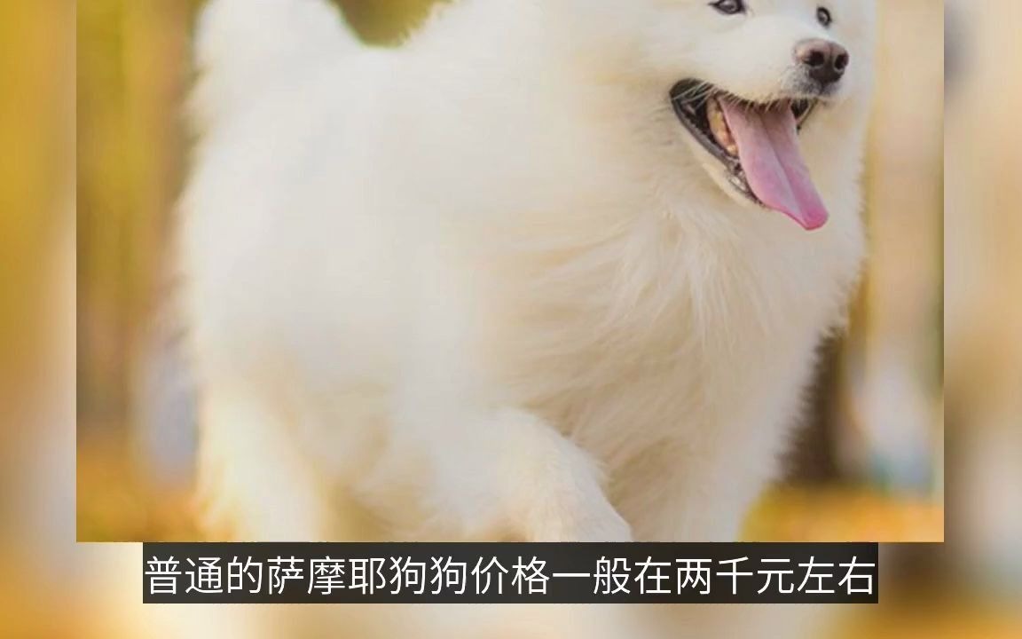 【科普视频】萨摩耶犬多少钱一只?(部分素材来源“怡亲”)哔哩哔哩bilibili