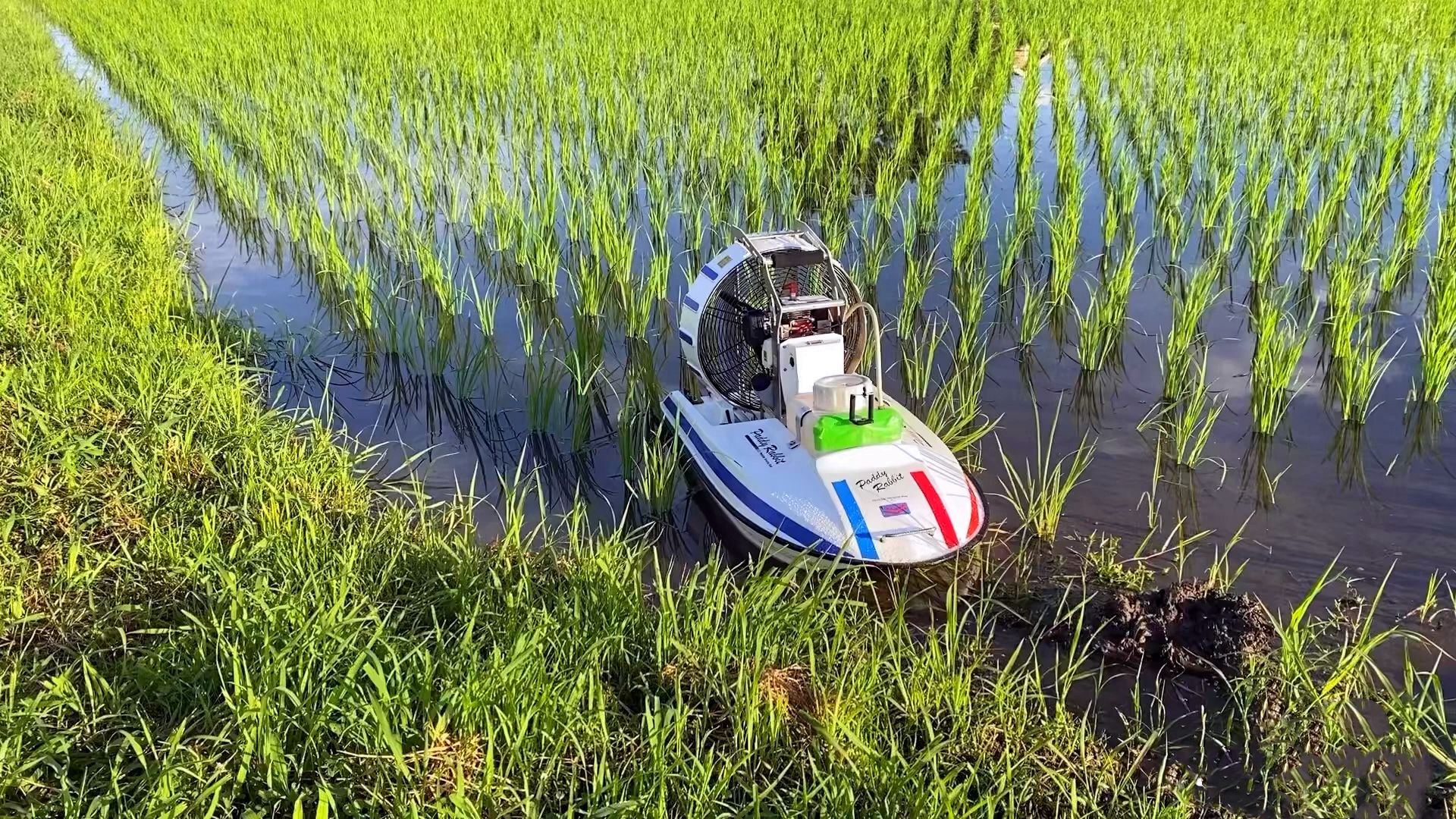 國外發明水稻除草機,外形酷似遙控船,所過之處雜草皆除