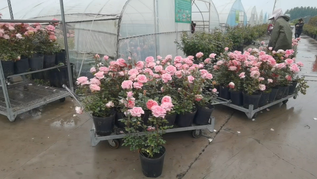 花宫娜好啊像香水一样的月季