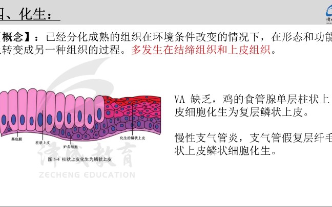 [图]2022执业兽医资格考试，零基础考前抱佛脚，病理学