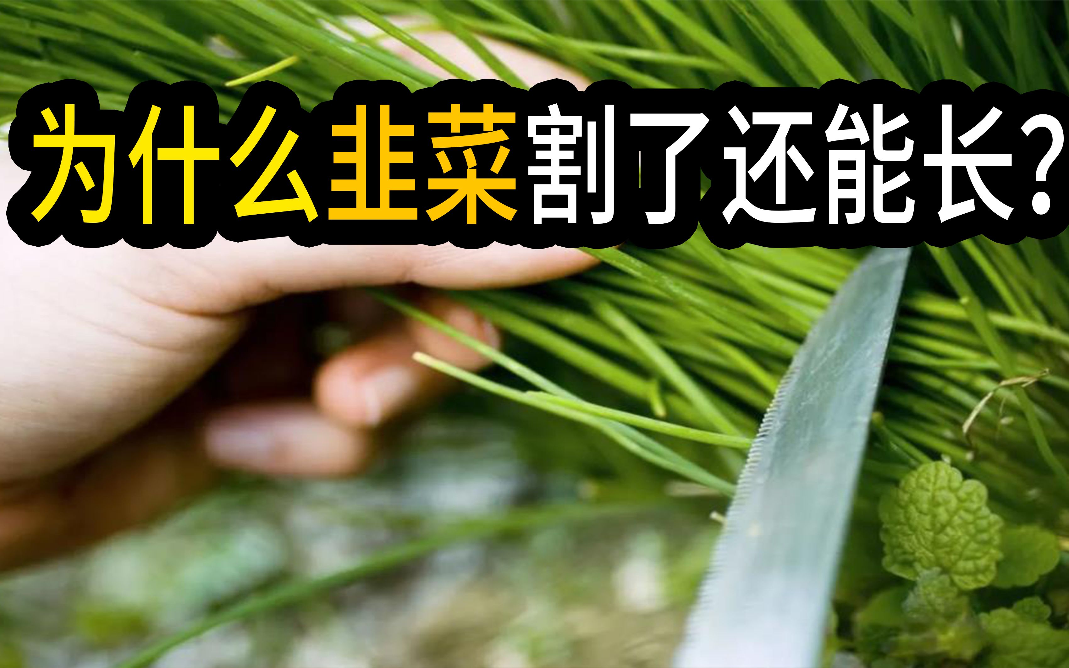 为什么韭菜割了一茬还有一茬?如何科学的割韭菜? - 哔哩哔哩