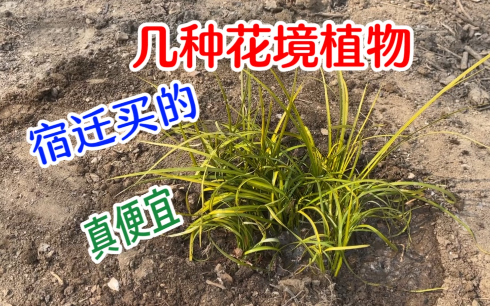 宿迁买的蓝羊茅、银叶菊,金叶石菖蒲真便宜哔哩哔哩bilibili