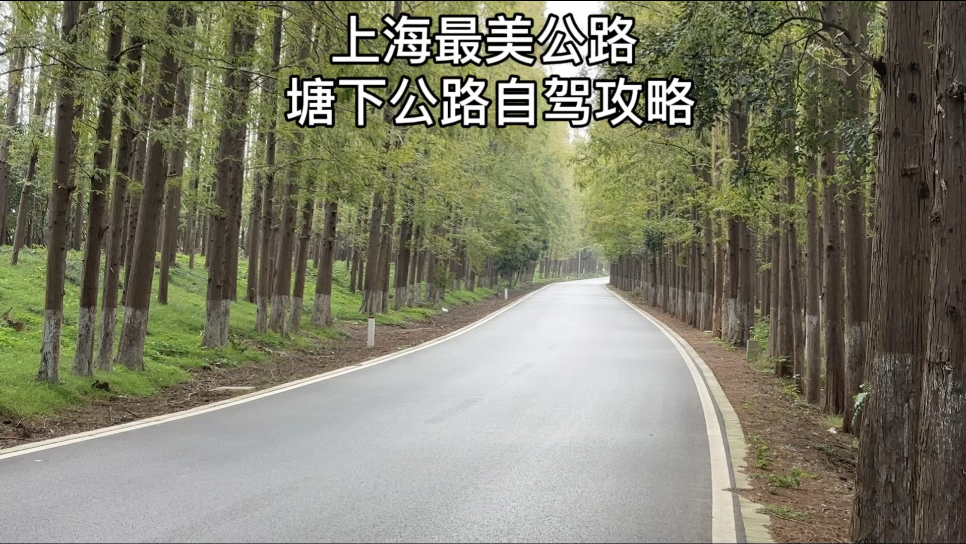 上海最美公路:塘下公路的叶子黄了,分享自驾路线攻略.这条公路一年四季都适合,不过秋天叶子变黄景色会更好,适合上海周边自驾一日游哔哩哔哩...