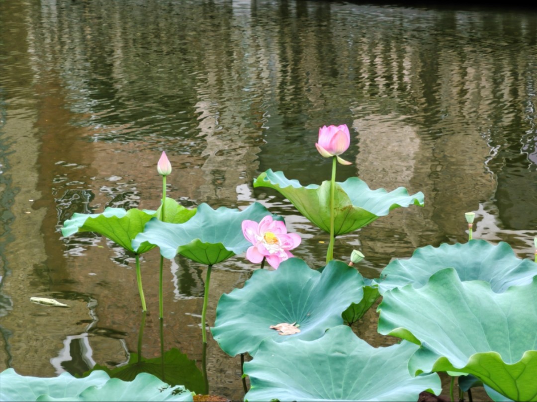 温柔瞬间～风起波澜～荷叶和荷花随风摇摆