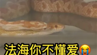 蛇蛇居然也有爱情