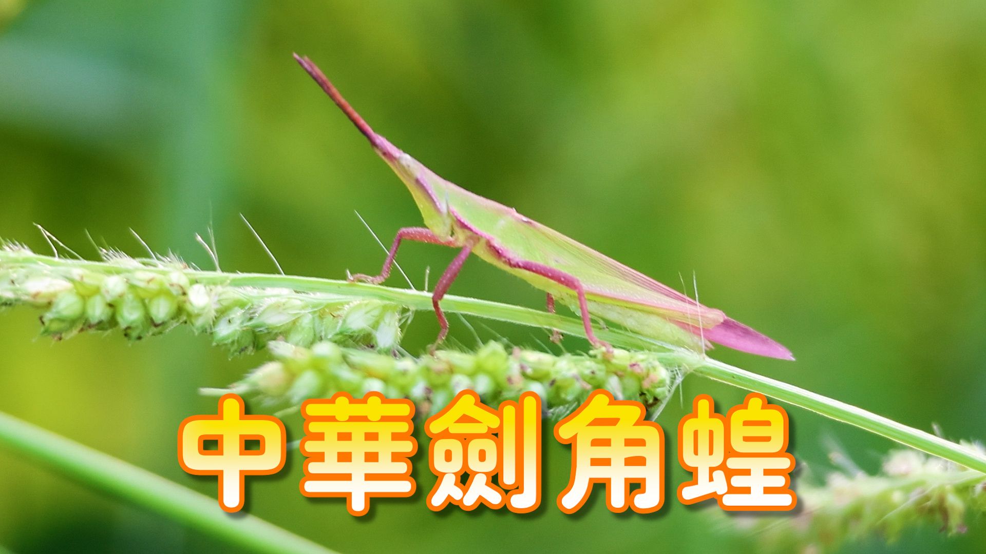 今年第一次认识了中华剑角蝗,不知它为什么名字这么大气,要冠以"中华"