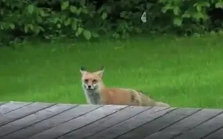 【嘟督】为什么我家狐狸的叫声跟《动物世界》里的不太一样？