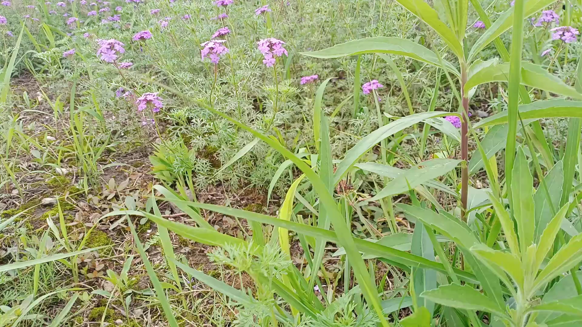 [图]花红柳绿